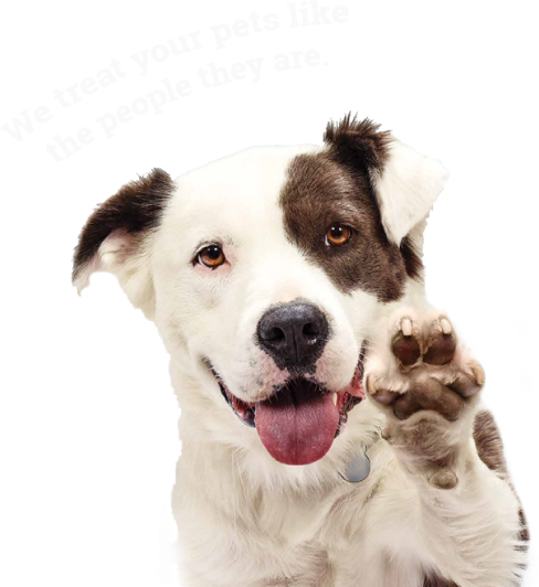 https://petbarrierrugpad.com/cdn/shop/files/feature-dog.png?v=1681819486